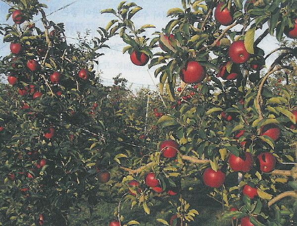 크???-?챼 사탼 뒍?.jpg