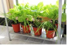 첀룤 푃.jpg