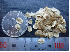 푬풿밀 ? 100풽.jpg