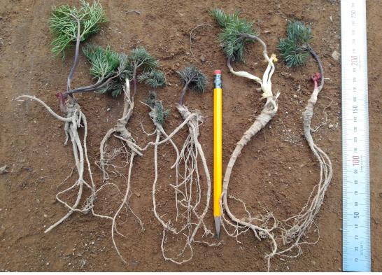 탠? 1둄 키? ? 퓰? 푵? 0.7쐼? ?퀀 룹?룤.jpg