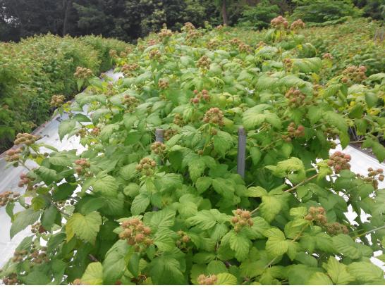 ??? 생? 2016둄 6? 6?.jpg